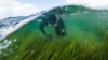 На севере Германии аквалангисты высаживают в море водоросли: это необычный способ борьбы с глобальным потепелением